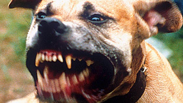 world's most ferocious dogs