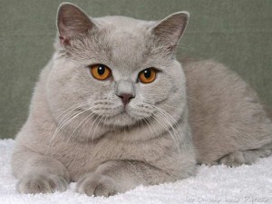 10 Most Popular Cat Breeds Around The World