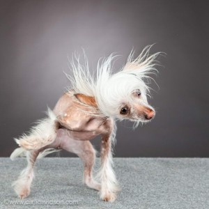 10 Most Flawless Examples For High Speed Photography - Shaking Dogs By ...