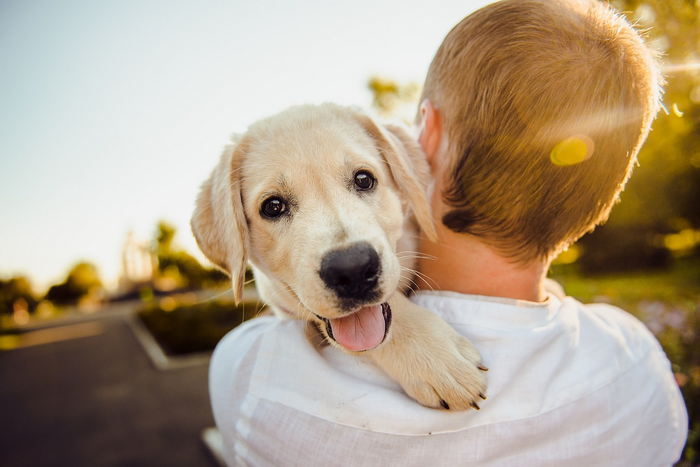 Adorable dog