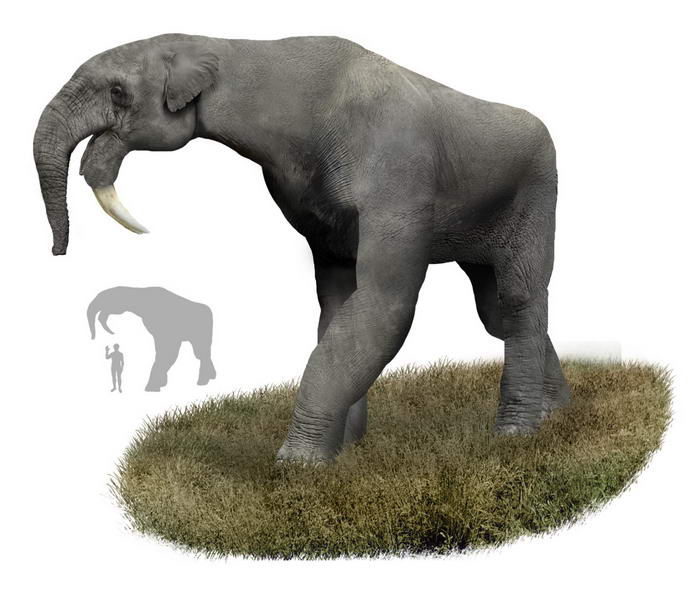 Deinotherium - Facts and Figures