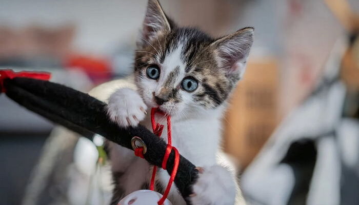 European shorthair