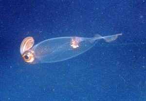 10 Most Unusual Deep Sea Creatures - Mysteries of the Deep-sea‏